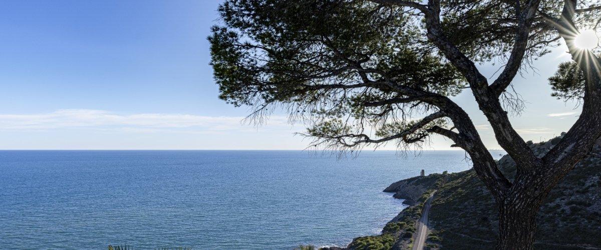 RUTA GUIADA: ¿HAY UN BOSQUE EN EL MEDITERRÁNEO? 9 de octubre.